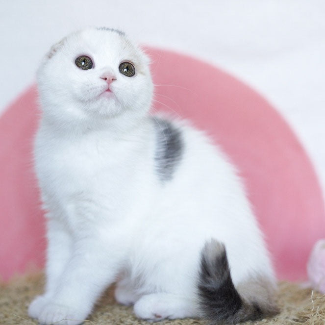 Qaylie Scottish Fold female, blue tortie tabby harlequin