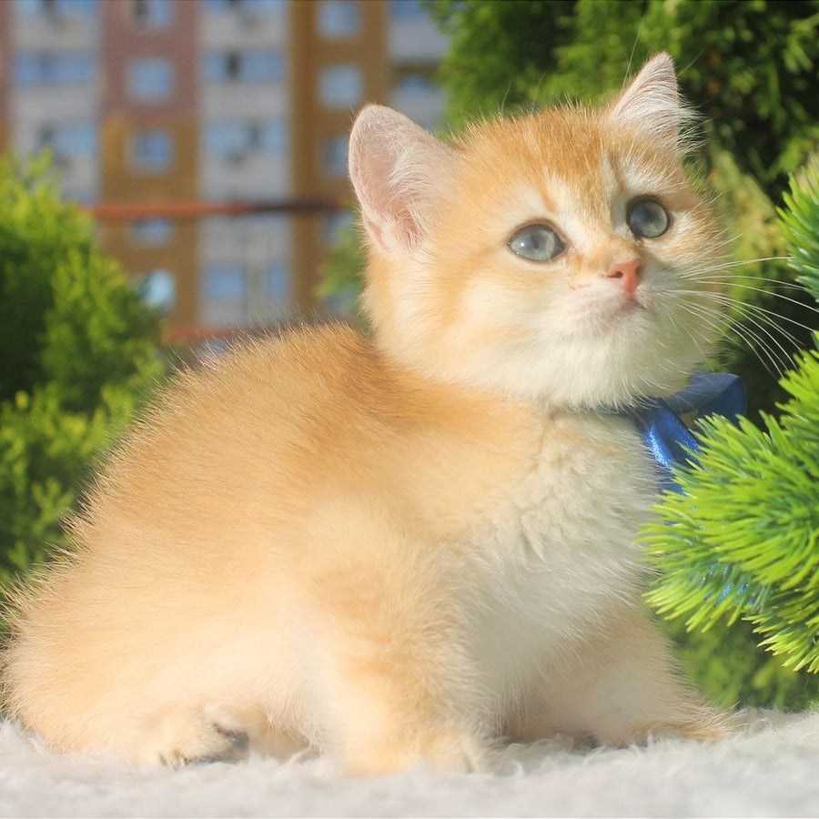 Hasan British Shorthair male, black golden shaded