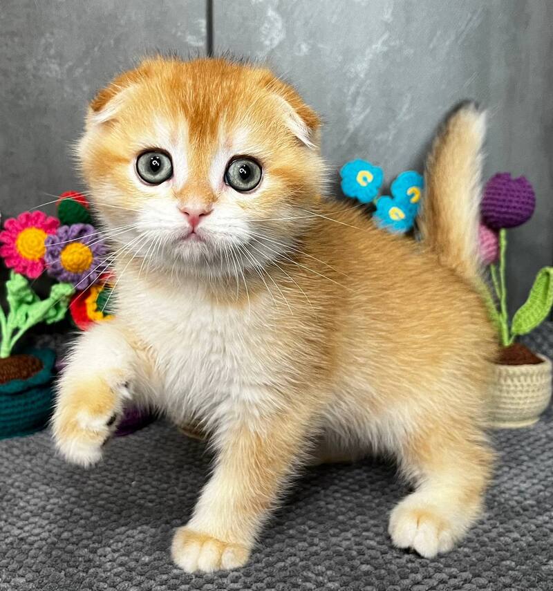 Lion Scottish Fold male black golden chinchilla - live animals