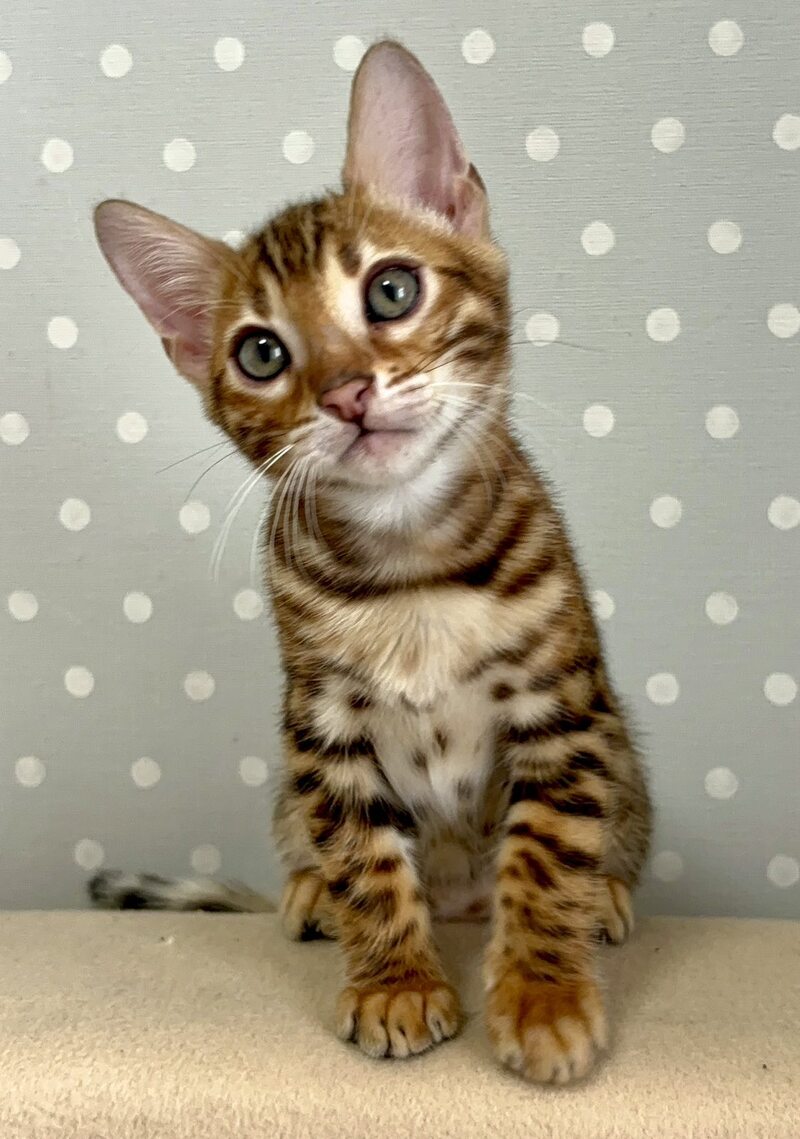 Tehyeon Bengal male black spotted tabby - live animals