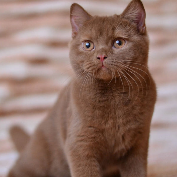 Evan British Shorthair male, cinnamon