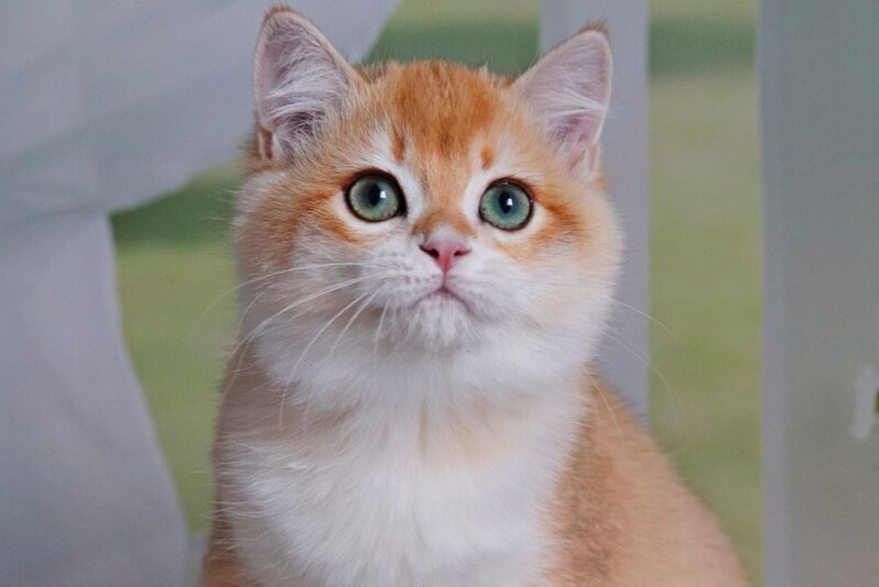 Quentin British Shorthair male, black golden shaded