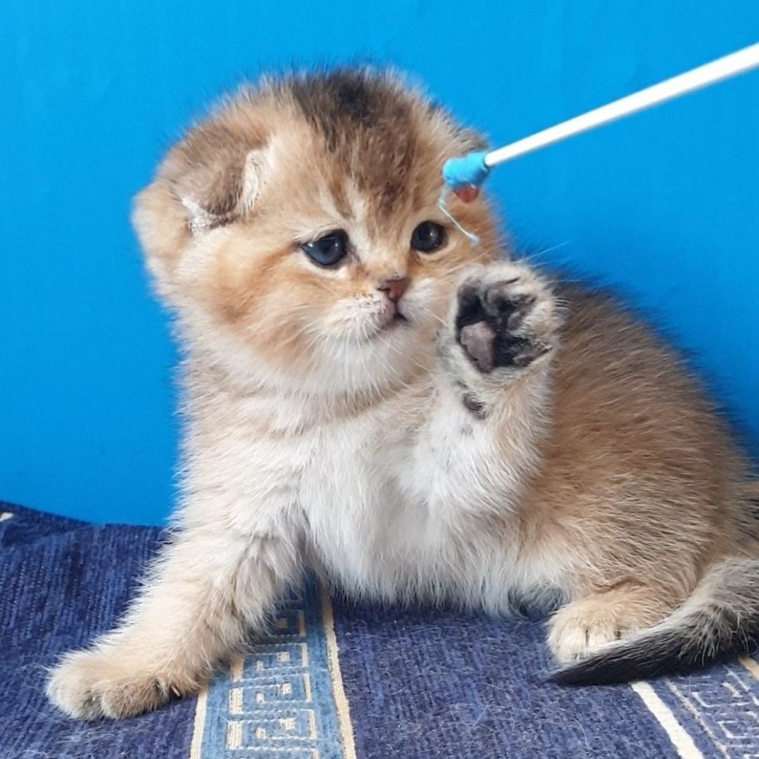 Kristina Scottish Fold female, black golden shaded