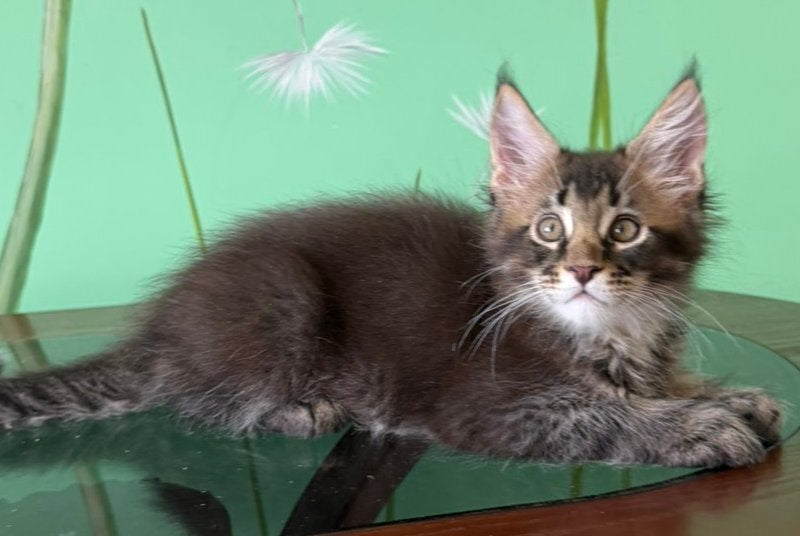 Tom Maine Coon male, black ticked tabby