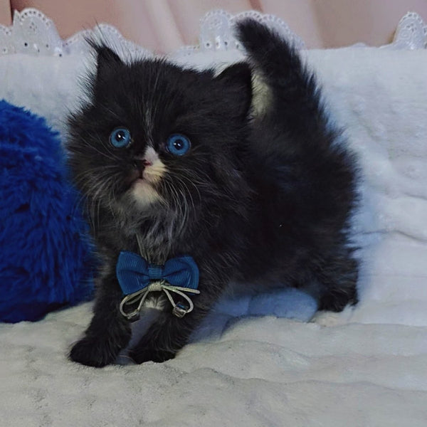 Vision Scottish Straight male, black with white