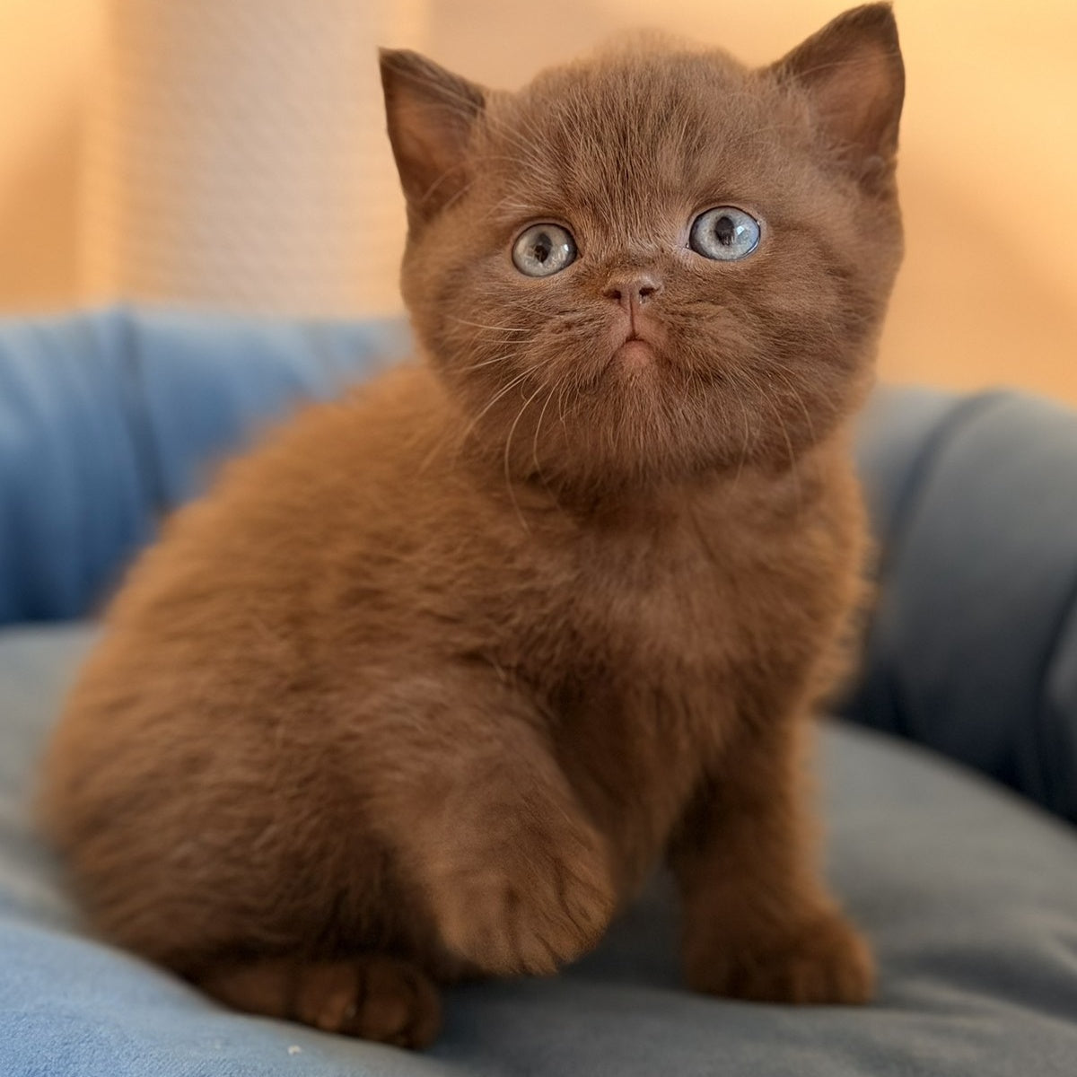 Asher British Shorthair male, chocolate