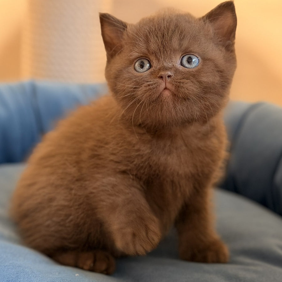 Asher British Shorthair male, chocolate