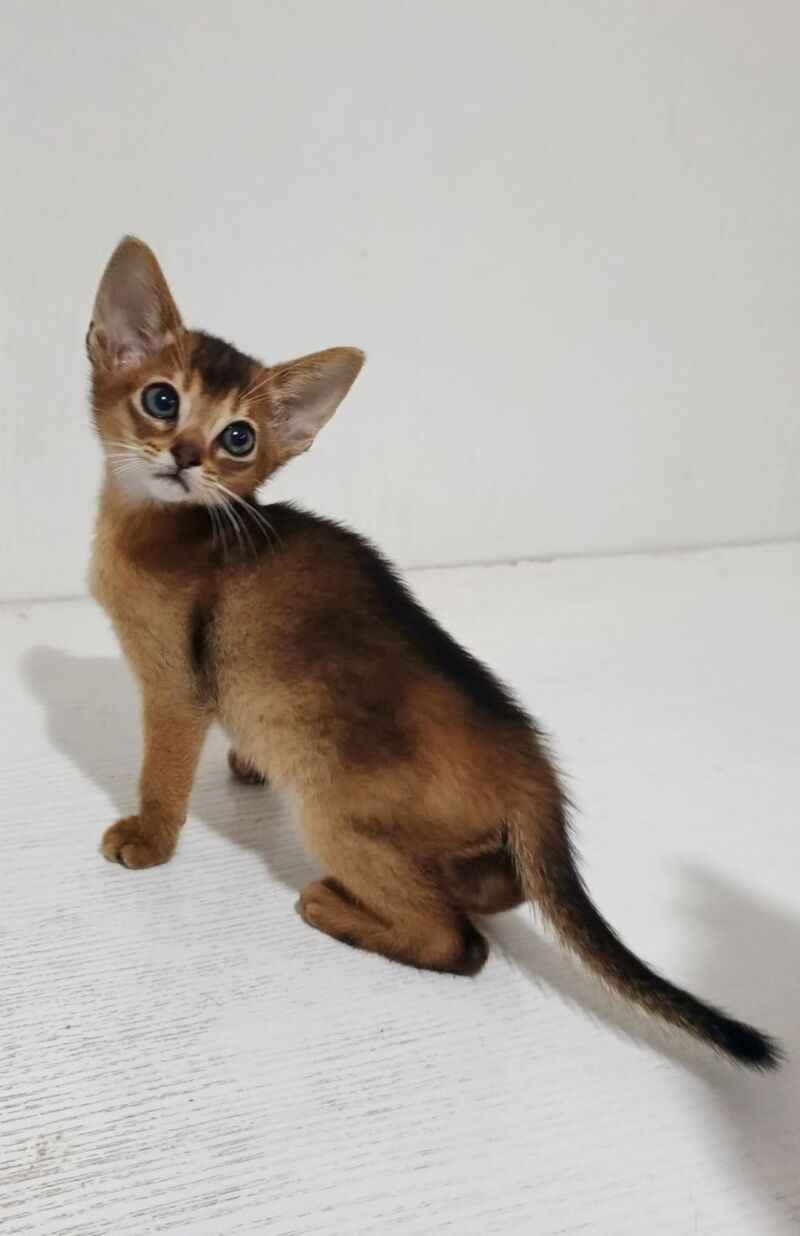 Franklin Abyssinian male, ruddy