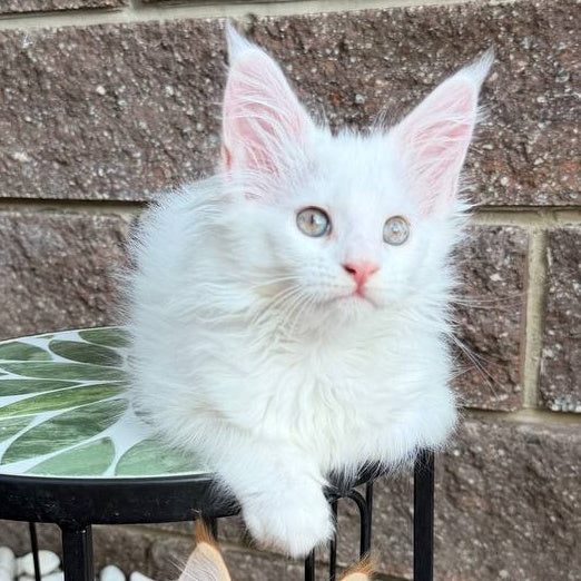 Zoe Maine Coon female, white