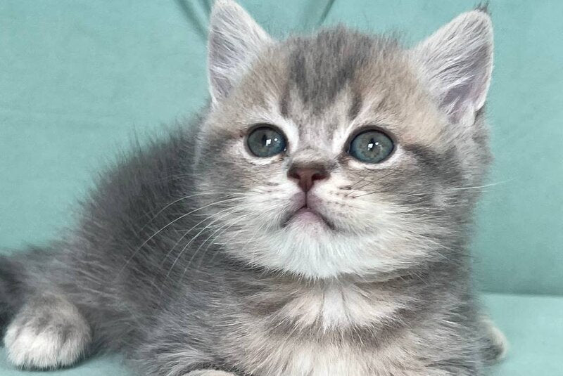 Deizi Scottish Straight female, blue ticked tabby
