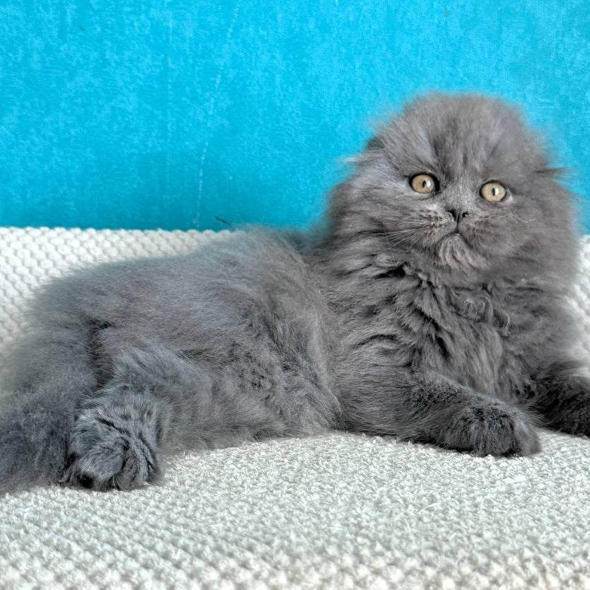 Kasper Scottish Fold male, blue