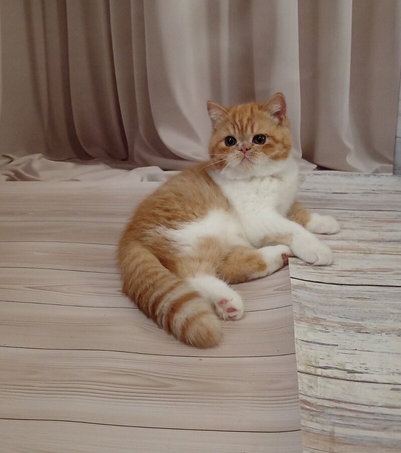 Ida Exotic female, red bicolour