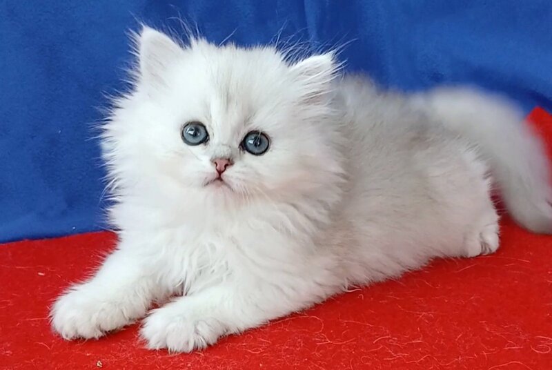 Milena Persian female, black silver shaded