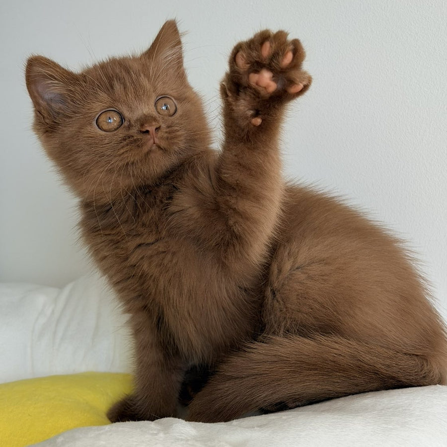 Samanta British Shorthair female, cinnamon