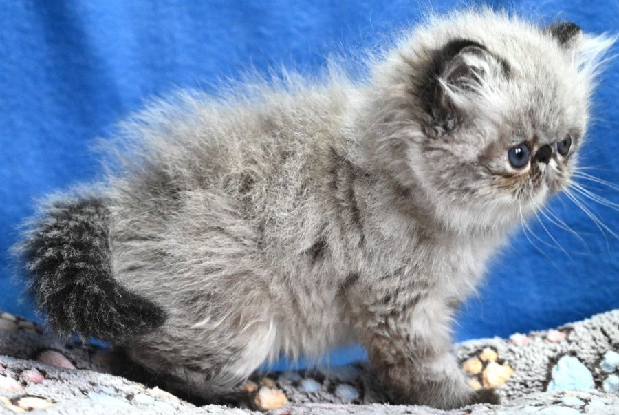 Jared Persian male black tabby pointed - live animals