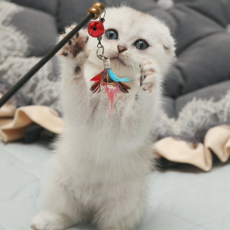 Hatti Scottish Fold female, black silver shaded
