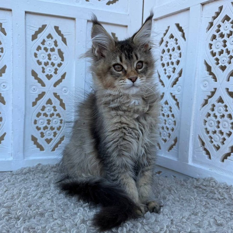 Bambi Maine Coon female, black ticked tabby