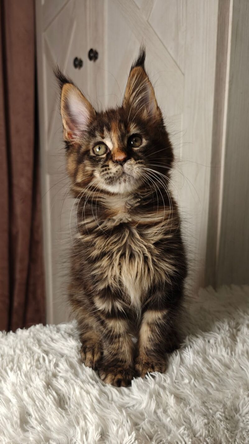 Quasar Maine Coon female black tortie tabby live animals