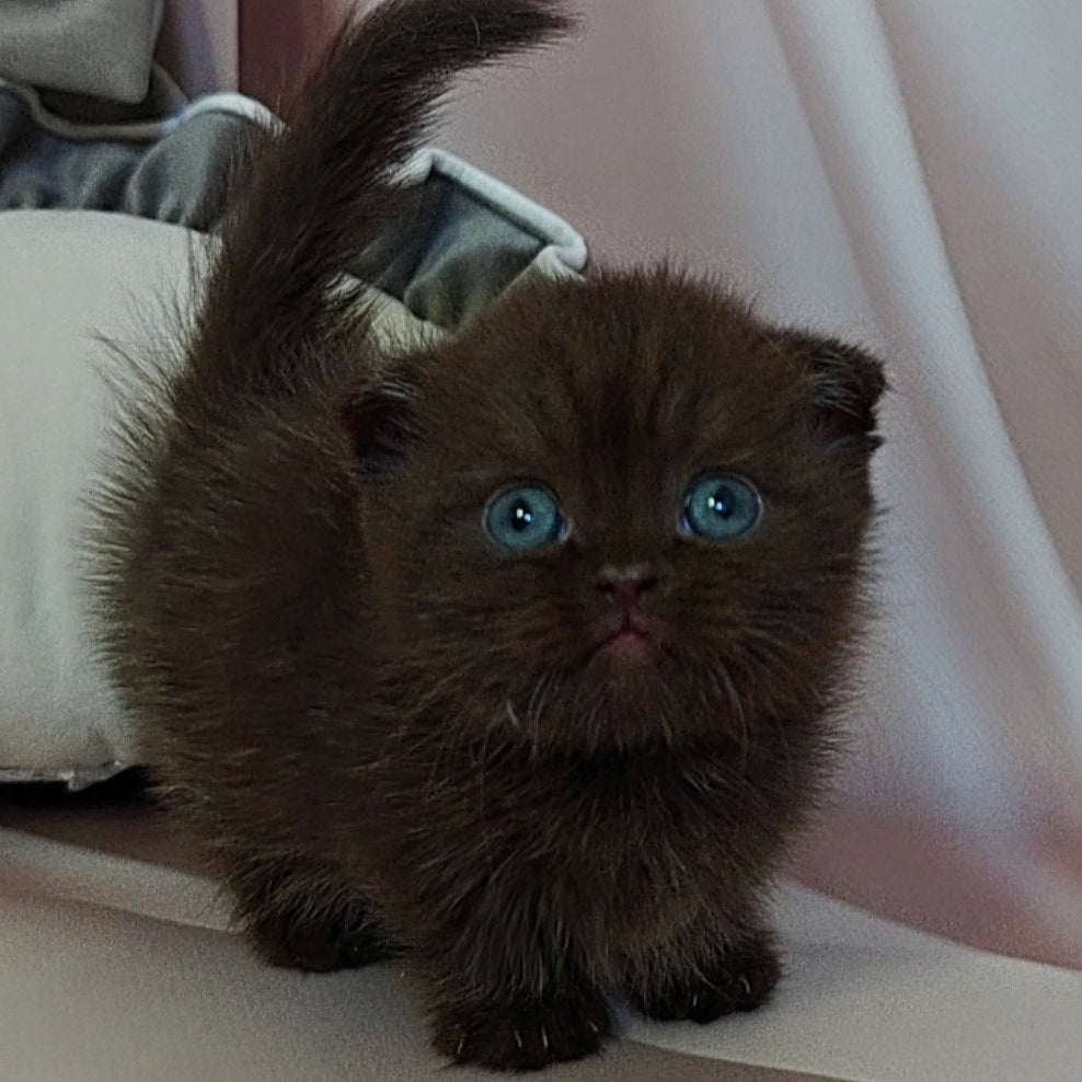Atlas Munchkin male, black