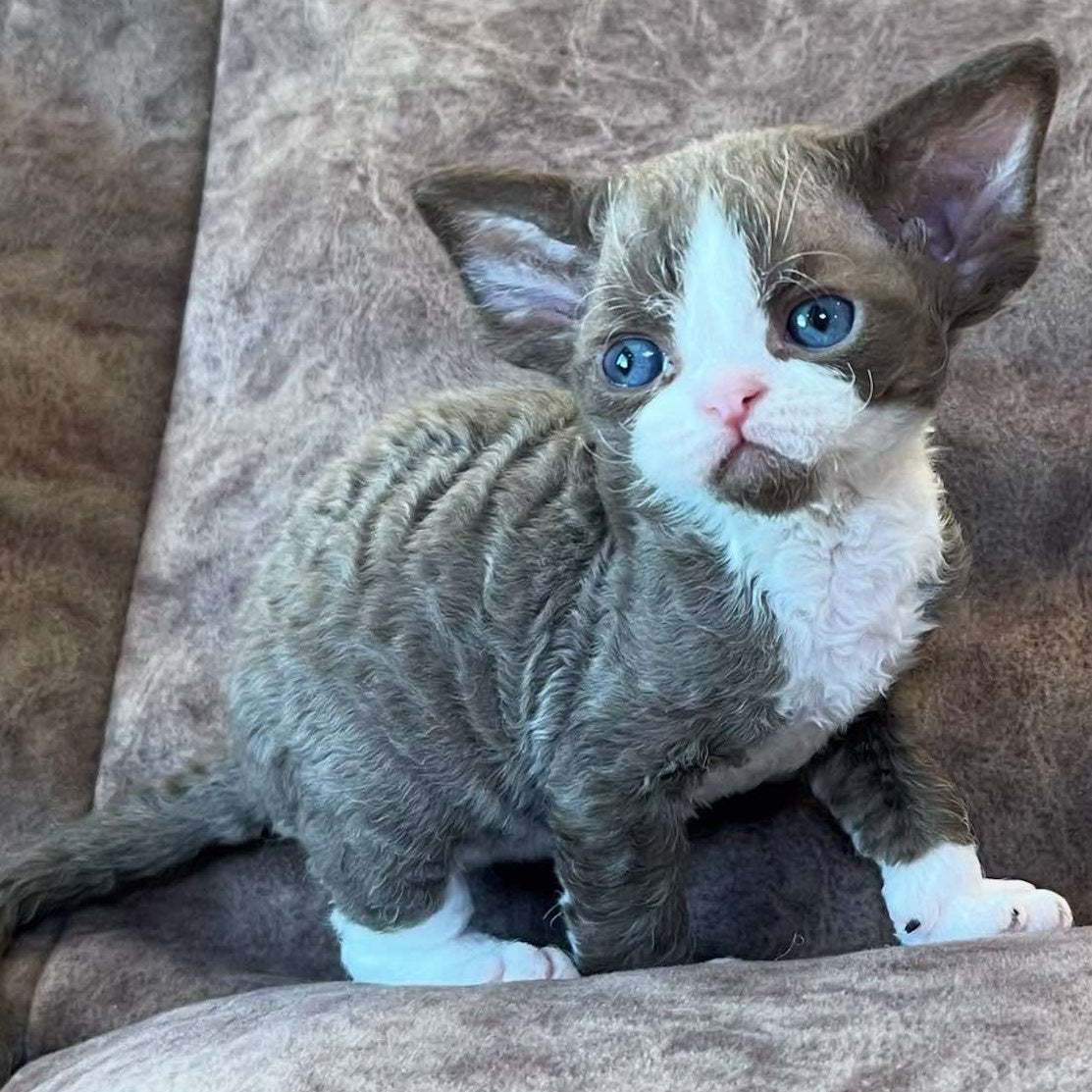 Valentin Devon Rex male, chocolate bicolour