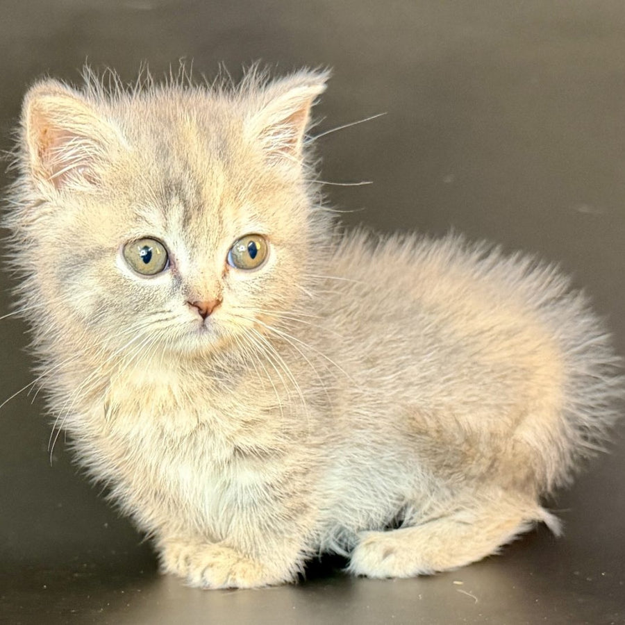 Arrow Munchkin female, blue tortie tabby