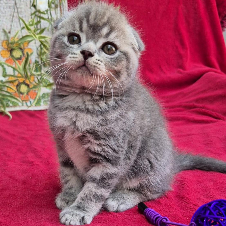 Molly Scottish Fold female, blue tabby