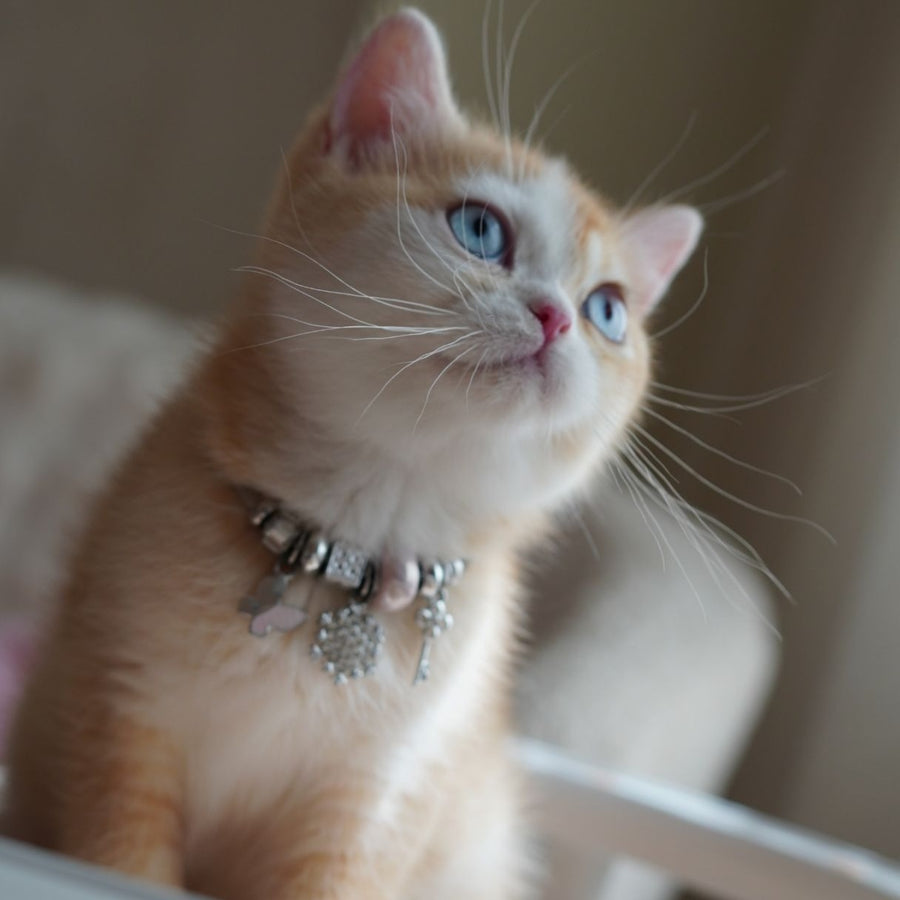 Veronica British Shorthair female, chocolate tortie golden chinchilla with white