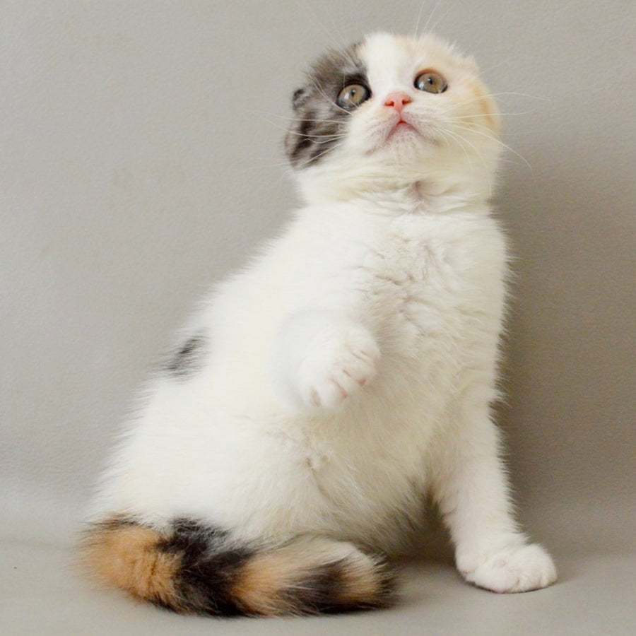 Wyomy Scottish Fold female, black tortie silver tabby van