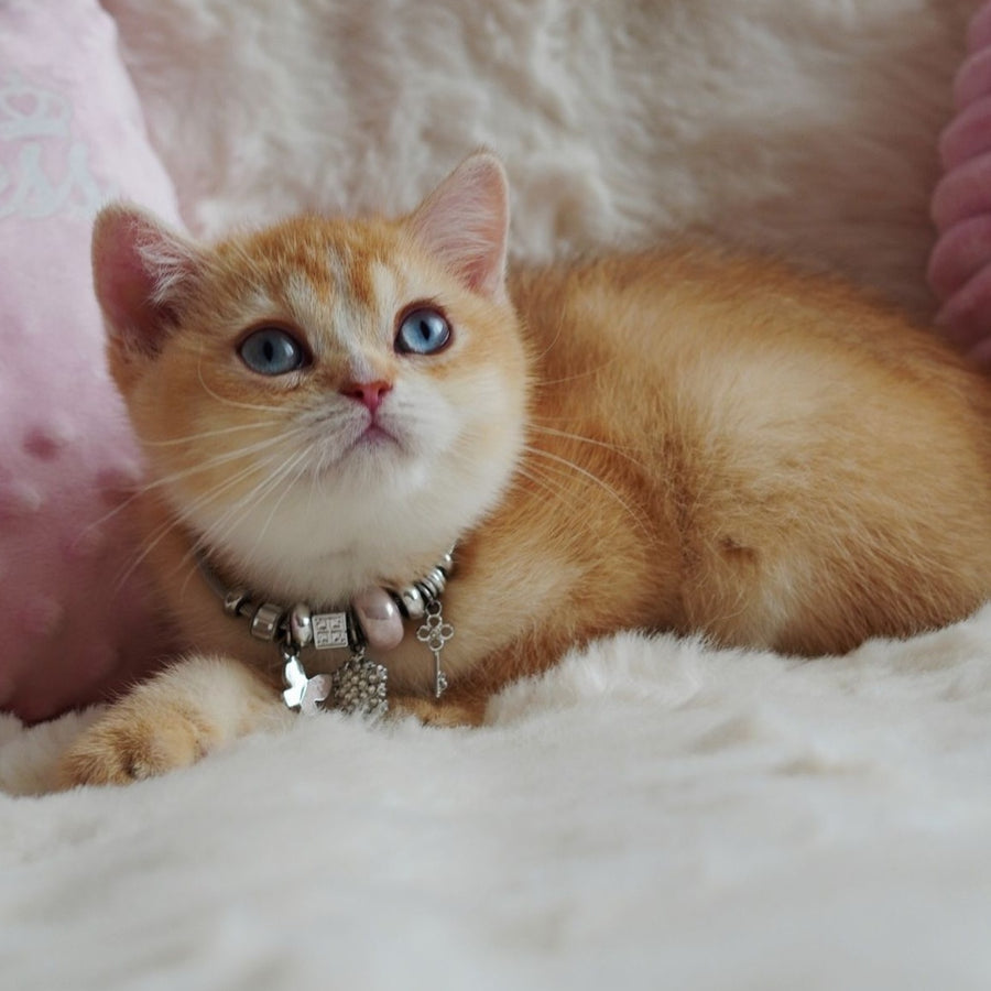 Violet British Shorthair female, chocolate tortie golden chinchilla with white