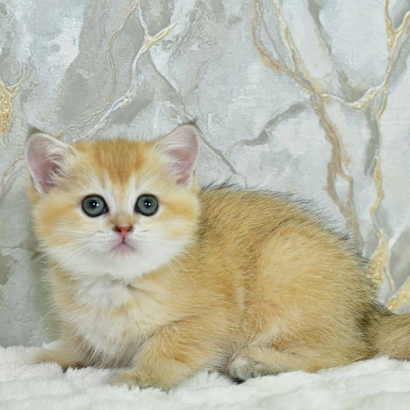 Milka Scottish Straight female, black golden shaded