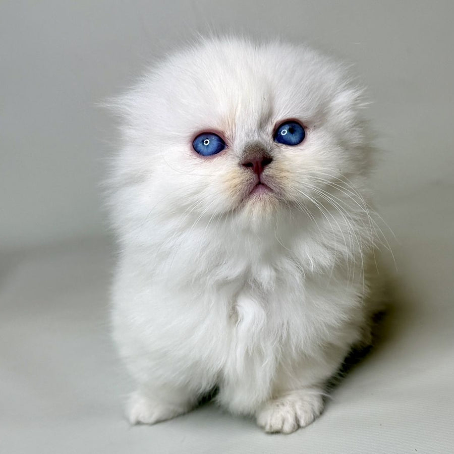 Stormy Munchkin female, blue shaded pointed