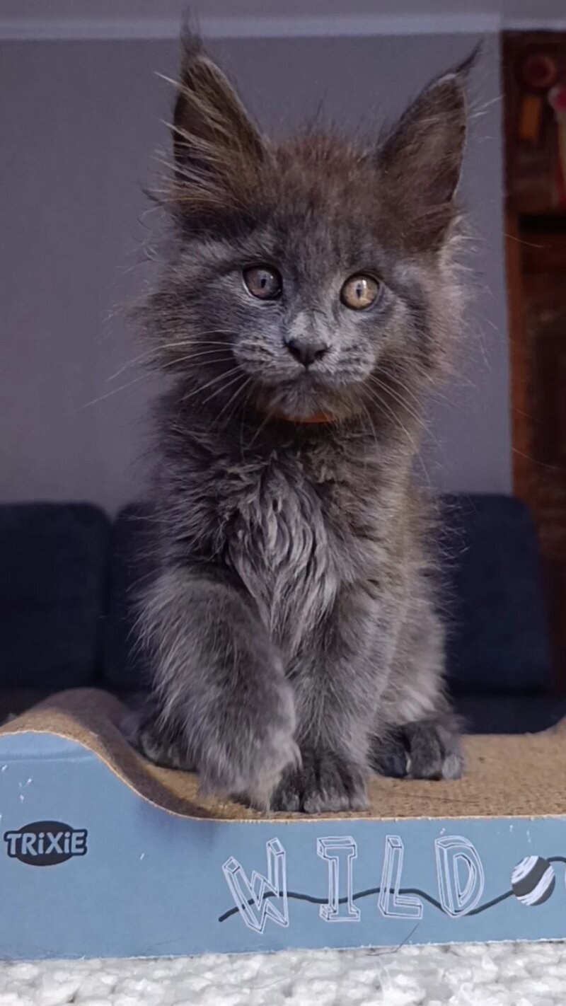 Parker Maine Coon male blue - live animals