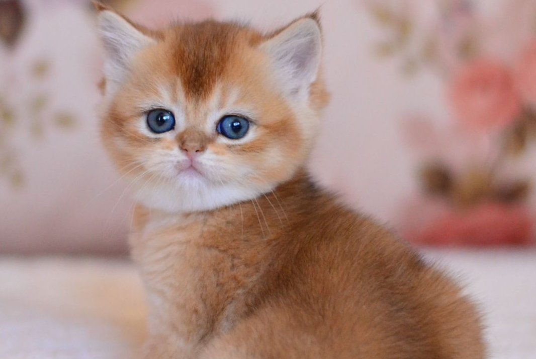 Aila British Shorthair female, black golden shaded