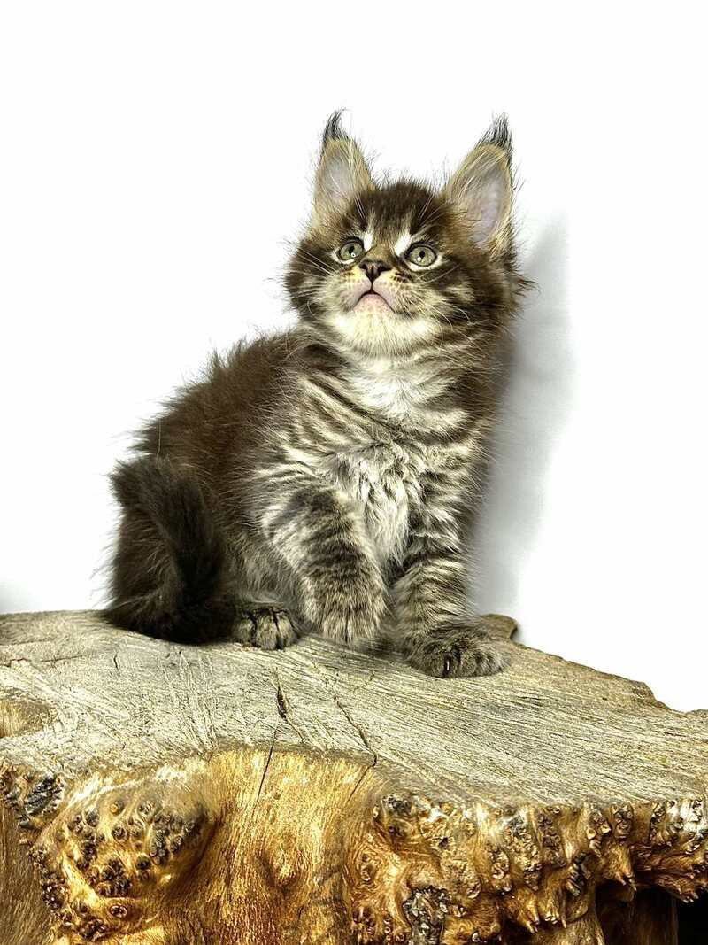 Jetta Maine Coon female black tabby - live animals
