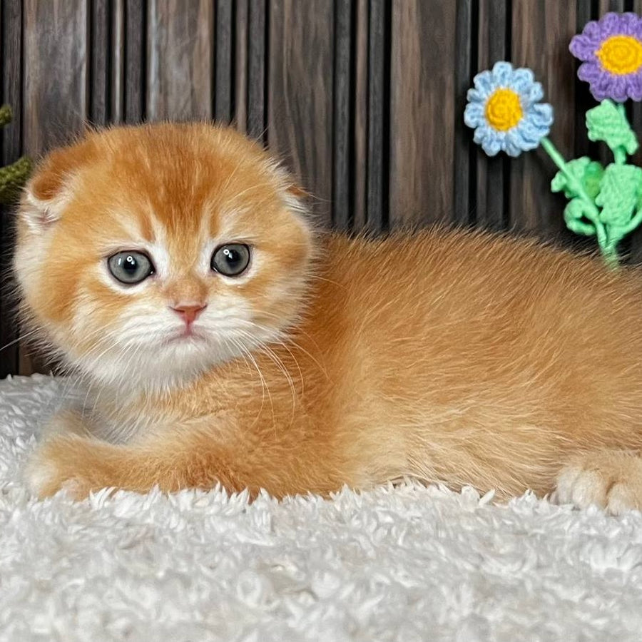 Nala Scottish Fold female, black golden chinchilla