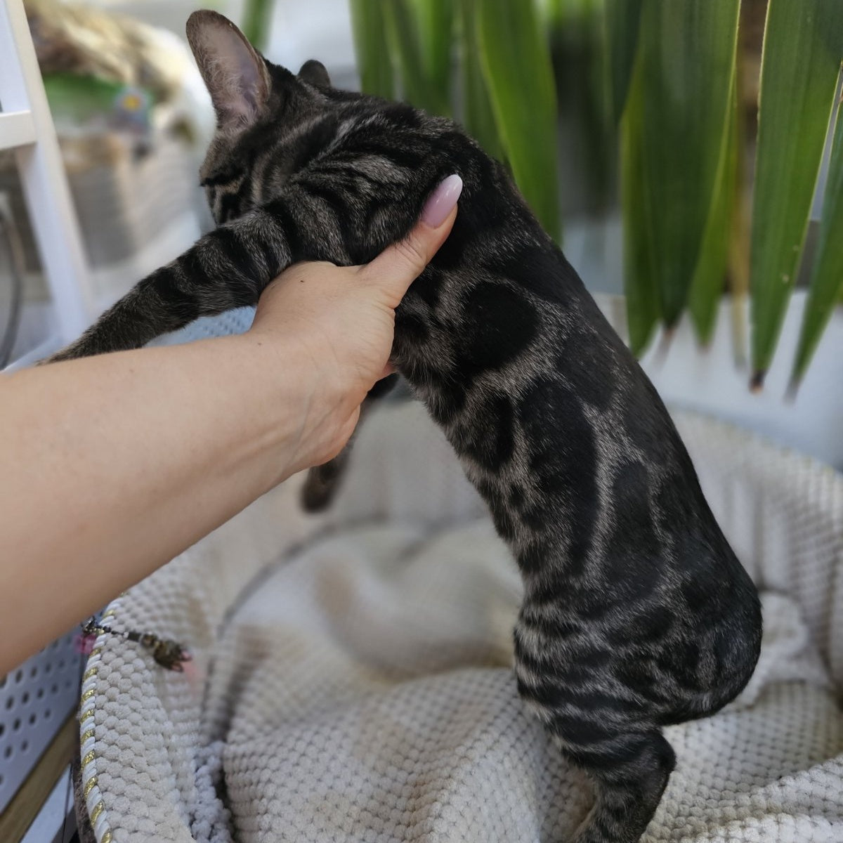 Vega Bengal female, black amber spotted tabby