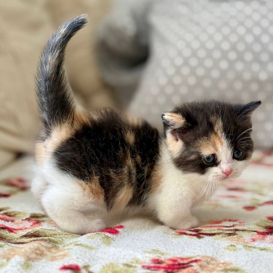 Bibi Munchkin female, black tortie bicolour