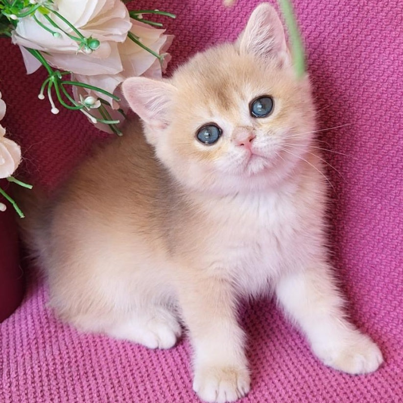 Yannis British Shorthair male, blue golden chinchilla