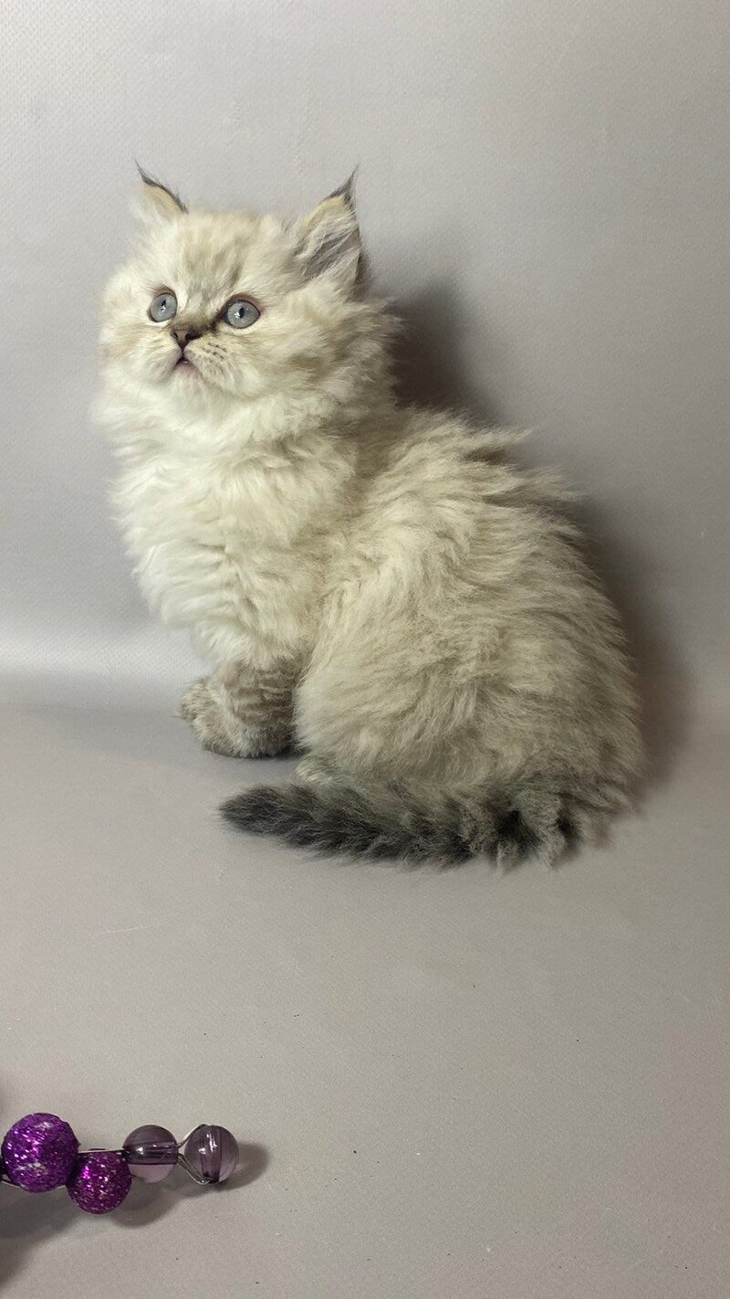 Tifani British Longhair female, black silver tabby pointed