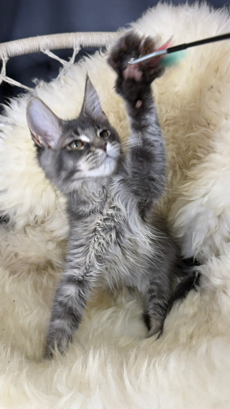 Quest Maine Coon male, blue ticked tabby