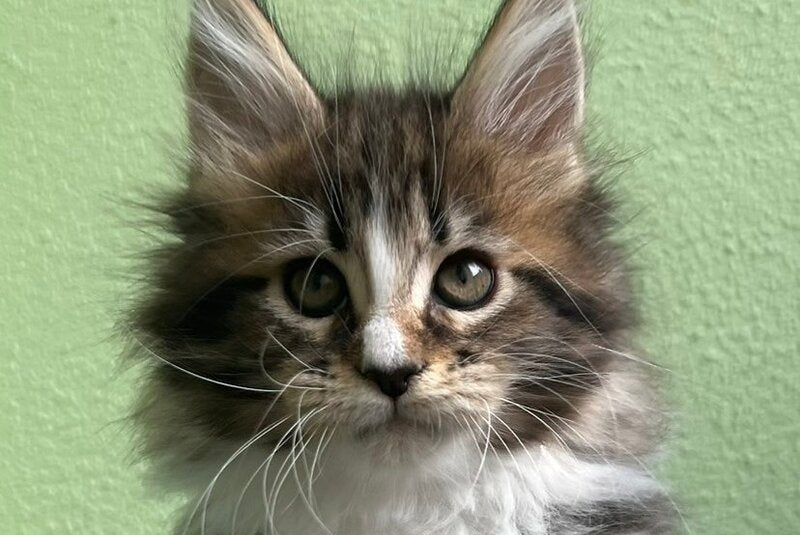Joelle Maine Coon female, black bicolour tabby