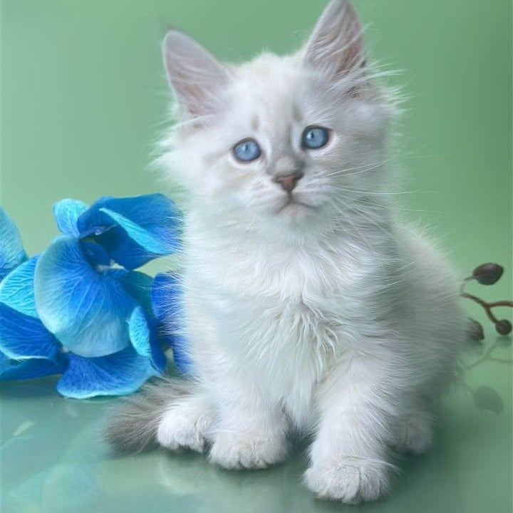 Xavier Siberian male, blue tabby pointed
