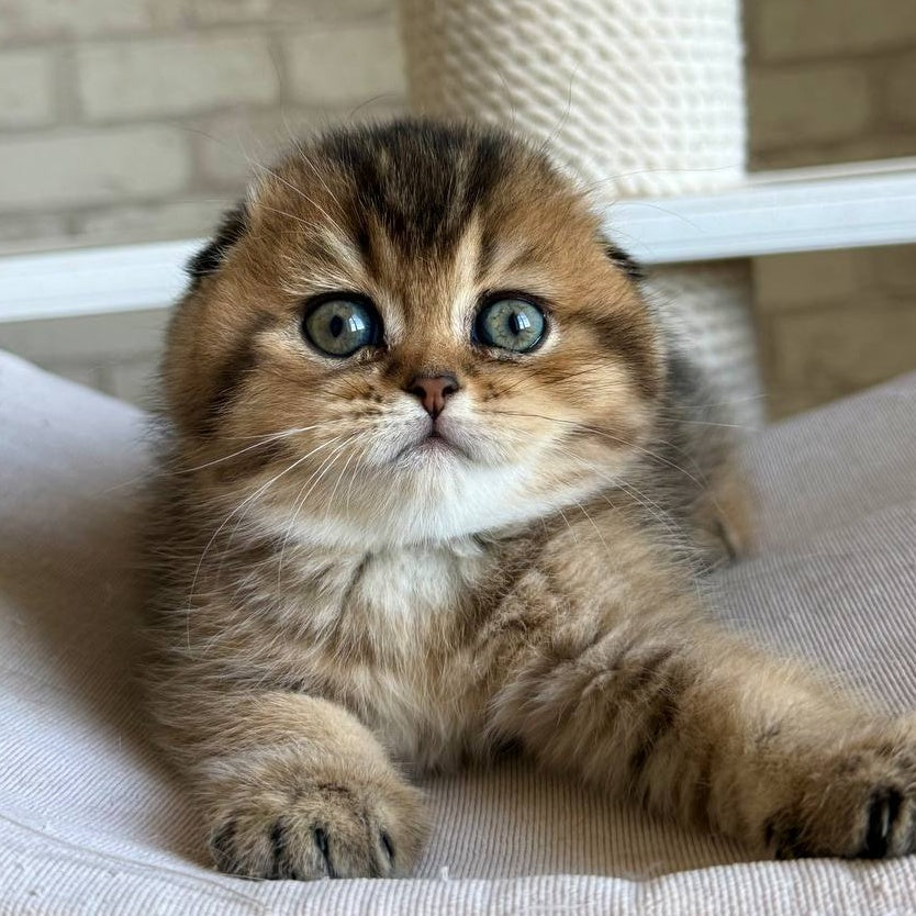 Fiona Scottish Fold female, black golden ticked tabby