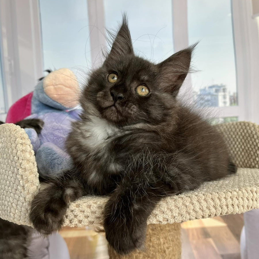 Rumi Maine Coon female, black silver
