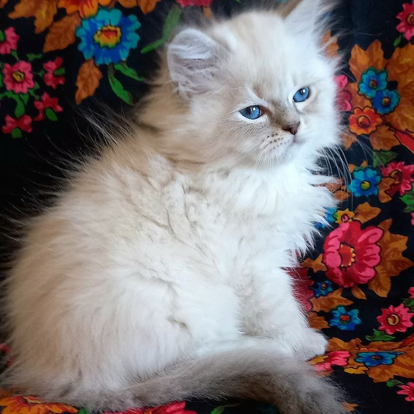 Mikhey Siberian male, blue tabby pointed