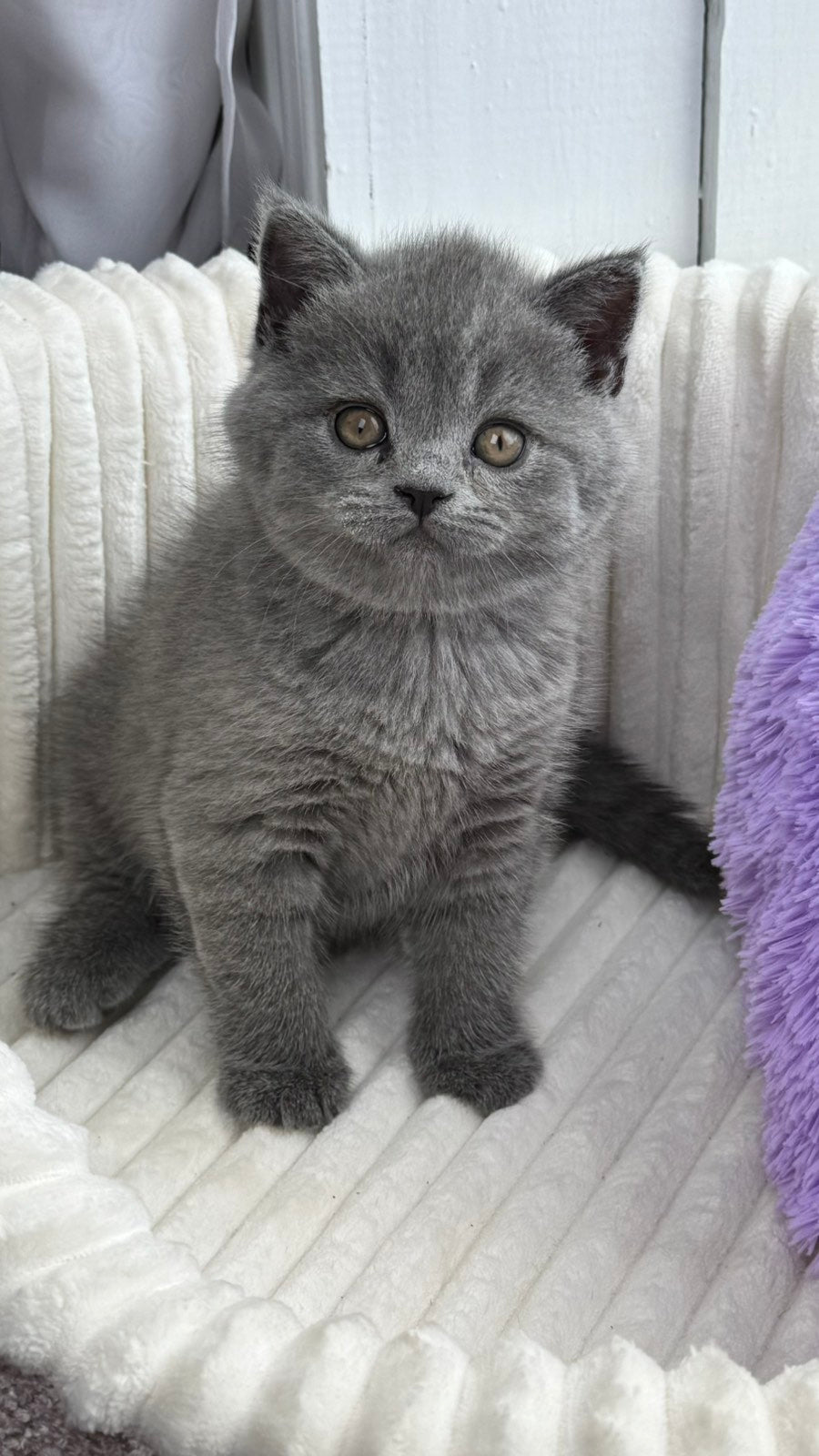 Aster Scottish Straight female, blue