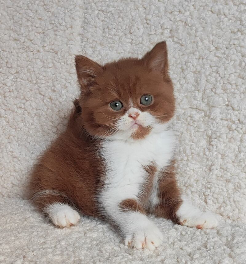 West British Shorthair male cinnamon bicolour - live animals
