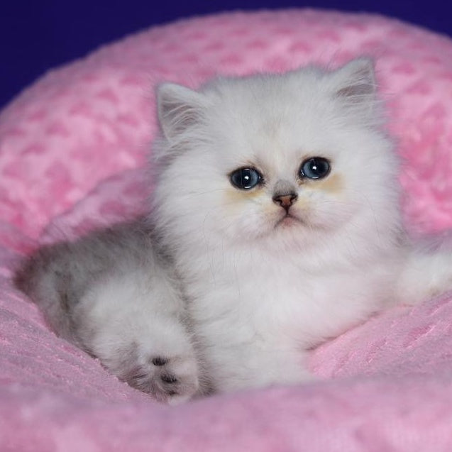 Harry Persian male, black silver shaded