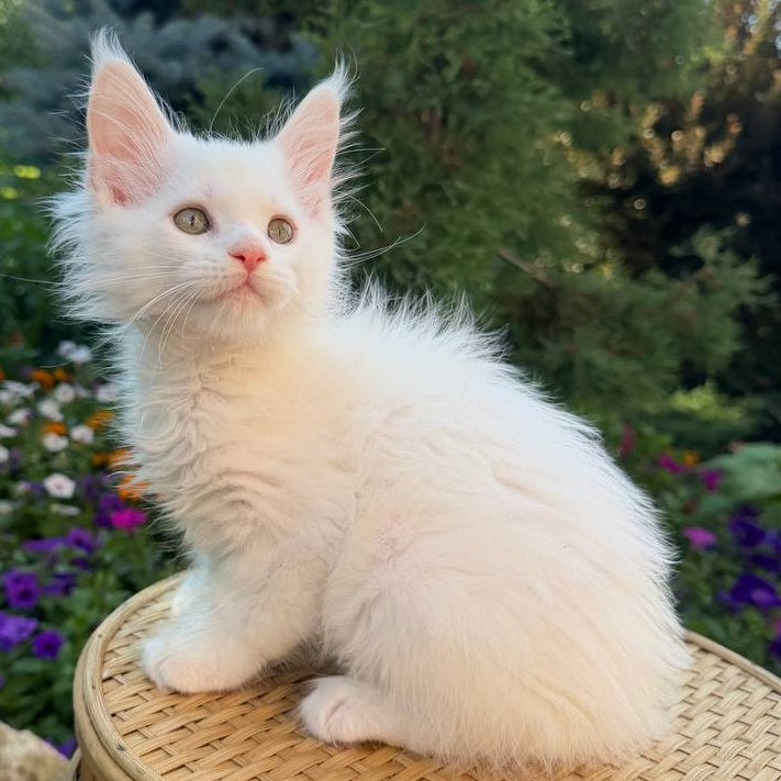 Zefir Maine Coon male, white