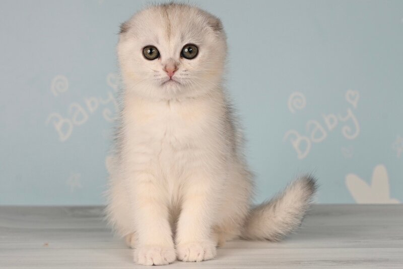 Boniface Scottish Fold male, black silver shaded